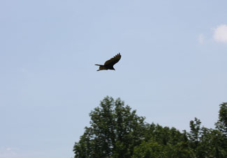 Hawk soaring above the trees